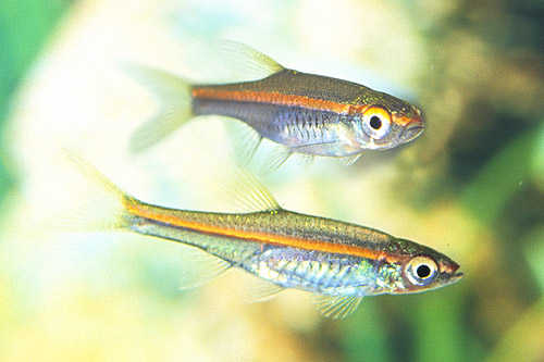 picture of Red Striped Rasbora Reg                                                                              Rasbora pauciperforata