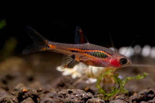 picture of Exclamation Point Rasbora Sml                                                                        Boraras urophthalmoides