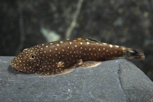 picture of Borneo Sucker Sml                                                                                    Gastromyzon punctatus