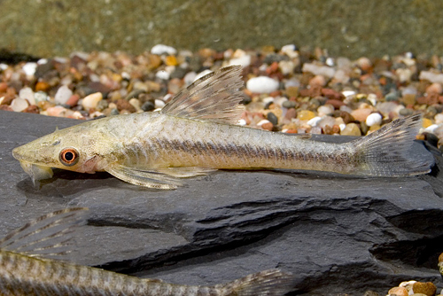 picture of Giant Otocinclus Reg                                                                                 Otocinclus sp.