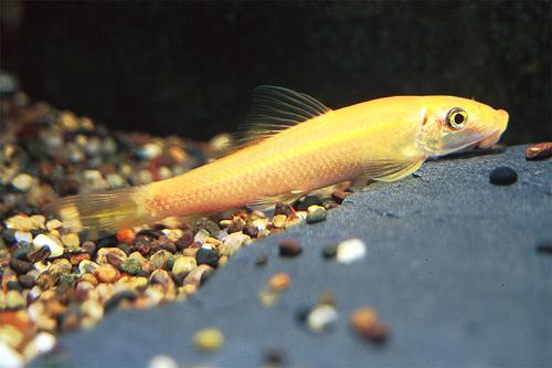 picture of Gold Algae Eater Lrg                                                                                 Gyrinocheilus aymonieri