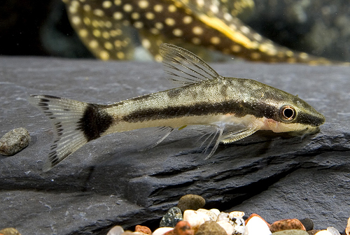 picture of Otocinclus Reg                                                                                       Otocinclus affinis