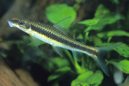 picture of Siamese Algae Eater Reg                                                                              Crossocheilus oblongus