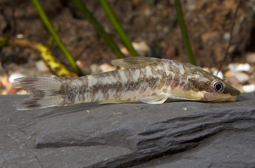 picture of Zebra Otocinclus Reg                                                                                 Otocinclus cocama