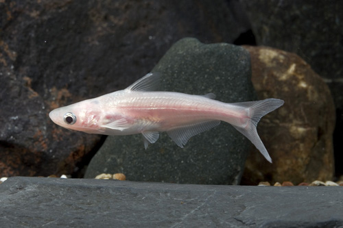 picture of Albino Iridescent Shark M/S                                                                          Pangasianodon hypophthalmus 'Albino'