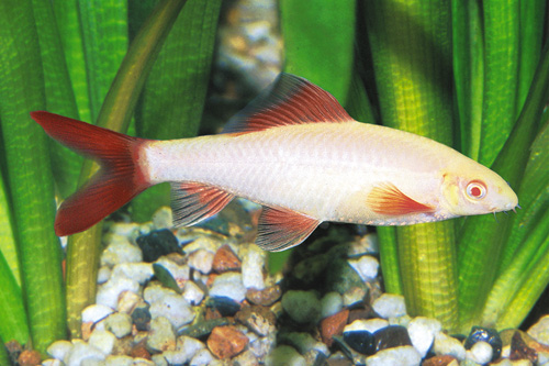 picture of Albino Rainbow Shark M/S                                                                             Epalzeorhynchus frenatus 'Albino'