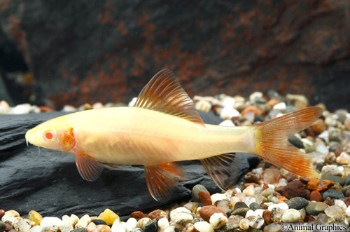 picture of Albino Rainbow Shark Lrg                                                                             Epalzeorhynchus frenatus 'Albino'