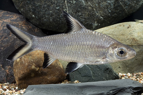 picture of Bala Shark Xlg                                                                                       Balantiocheilus melanopterus