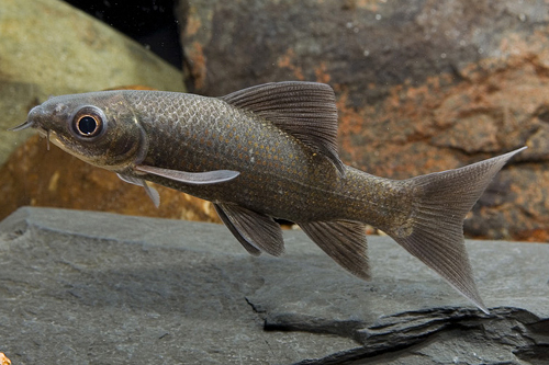 picture of Black Shark Med                                                                                      Labeo chrysophekadion