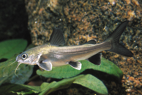 picture of Blackfin Shark SA Reg                                                                                Arius seemani