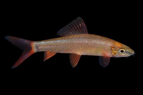 picture of Golden Rainbow Shark Reg                                                                             Epalzeorhynchus frenatus