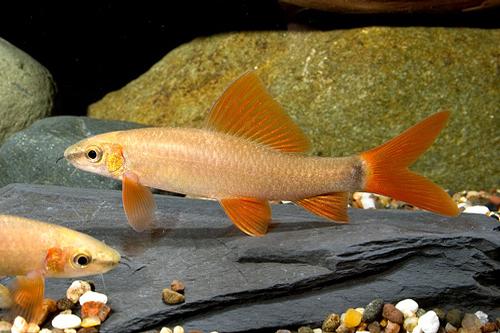 picture of Golden Rainbow Shark Xlg                                                                             Epalzeorhynchus frenatus