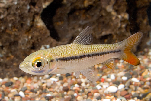 picture of Golden Shark Reg                                                                                     Leptobarbus hoevenii