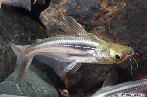 picture of Iridescent Shark Med                                                                                 Pangasianodon hypophthalmus