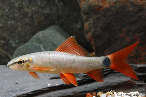 picture of Rainbow Shark Lrg                                                                                    Epalzeorhynchus frenatus