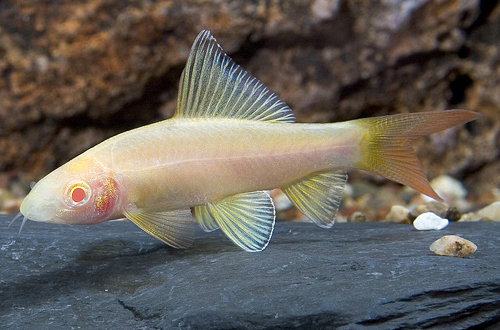 picture of Albino Redtail Shark Med                                                                             Epalzeorhynchus bicolor 'Albino'