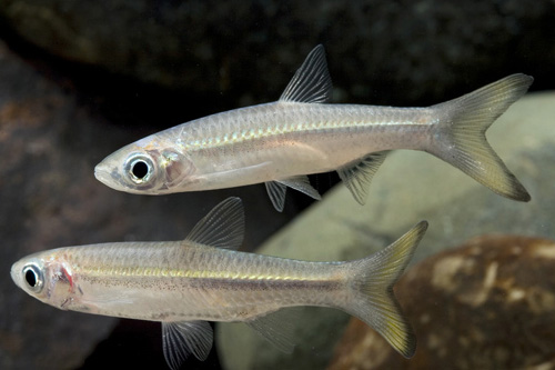 picture of Golden Yellowtail Shark Reg                                                                          Leptobarbus melanotaenia