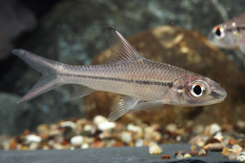 picture of Red Finned Silver Shark Reg                                                                          Cyclocheilichthys janthochir