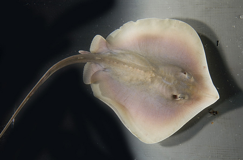 picture of Atlantic Stingray Sml                                                                                Dasyatis sabina