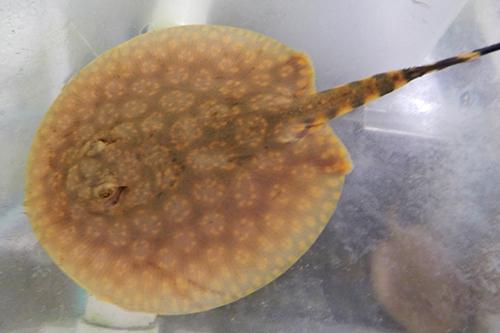 picture of Flower Stingray Med                                                                                  Potamotrygon schroderi