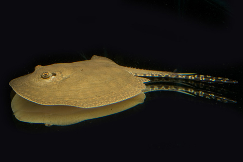 picture of Colombian Hystrix Stingray Med                                                                       Potamotrygon hystrix