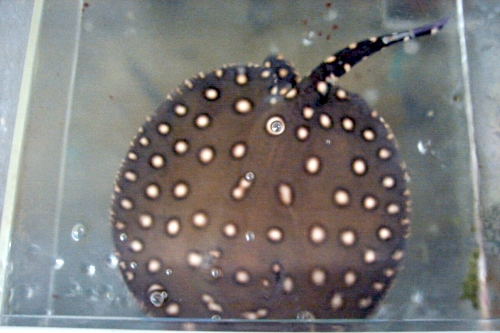 picture of Henlei P12 Stingray Lrg                                                                              Potamotrygon henlei