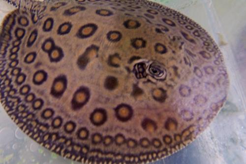 picture of Marbled Motoro Stingray Shw                                                                          Potamotrygon motoro var. marbled