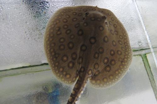 picture of Motoro Hybrid Stingray Reg                                                                           Potamotrygon motoro