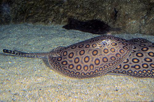 picture of Motoro Stingray Tank Raised Reg                                                                      Potamotrygon motoro