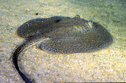 picture of Teacup Reticulated Stingray SA Lrg                                                                   Potamotrygon reticulata