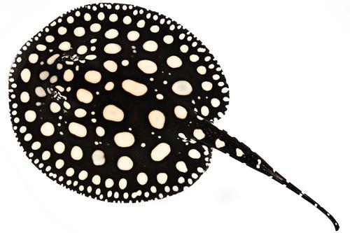 picture of Black Diamond Stingray Pair Tank Raised Med                                                          Potamotrygon leopoldi