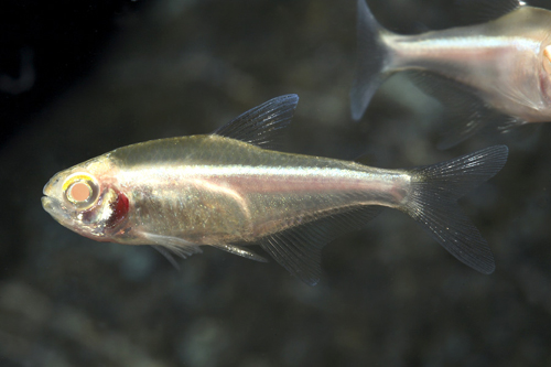 picture of Albino Black Neon Tetra Reg                                                                          Hyphessobrycon herbertaxelrodi 'Albino'