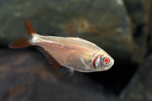 picture of Albino Buenos Aires Tetra Lrg                                                                        Hemigrammus caudovittatus 'Albino'