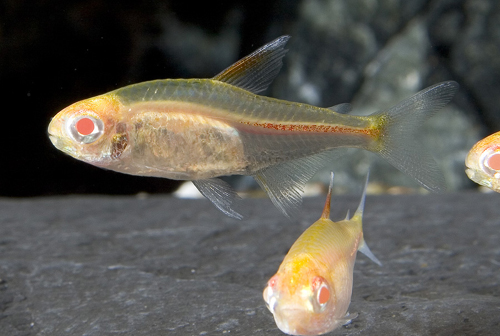 picture of Albino Glolite Tetra Florida Sml                                                                     Hemigrammus erythrozonus 'Albino'