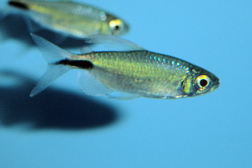 picture of Alestes Tetra Reg                                                                                    Brycinus longipinnis