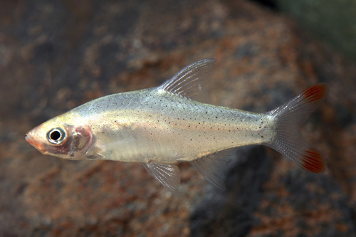 picture of Asian Rummynose Tetra Reg                                                                            Sawbwa resplendens