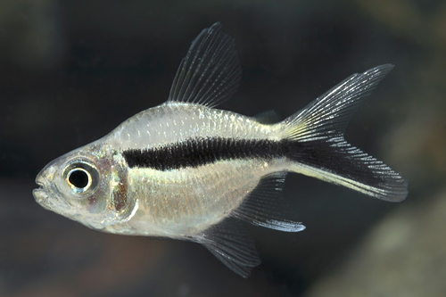 picture of Balloon Penguin Tetra Reg                                                                            Thayeria boehlkei