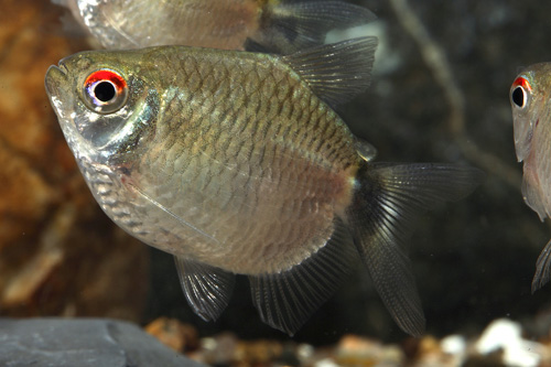 What is a red eye tetra?