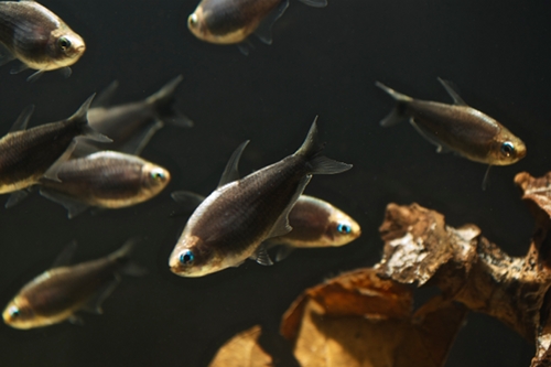 picture of Black Emperor Tetra Reg                                                                              Nematobrycon amphiloxus