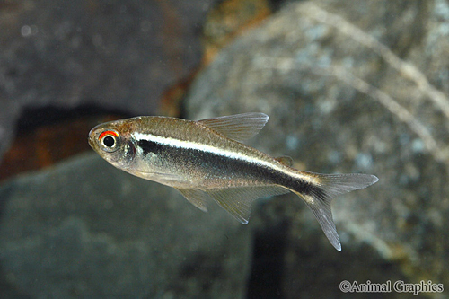 picture of Black Neon Tetra Sml                                                                                 Hyphessobrycon herbertaxelrodi