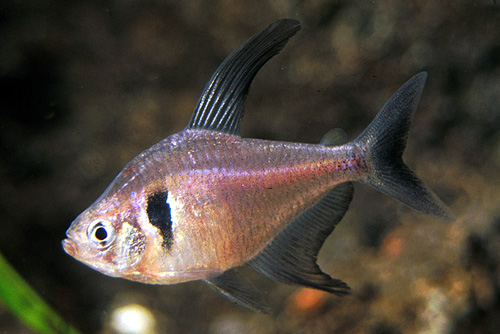 picture of Black Phantom Tetra Sml                                                                              Hyphessobrycon megalopterus