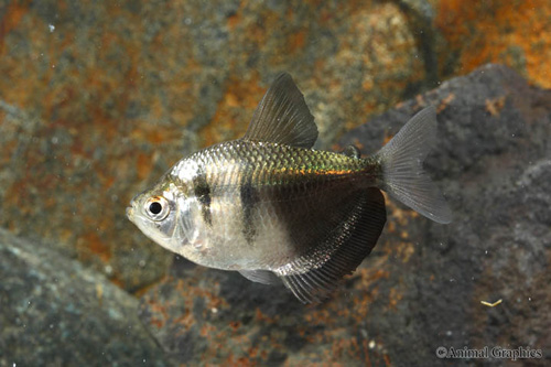 picture of Black Skirt Tetra Sml                                                                                Gymnocorymbus ternetzi