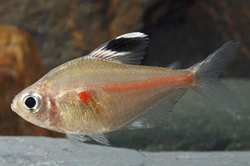 picture of Bleeding Heart Tetra Med                                                                             Hyphessobrycon erythrostigma