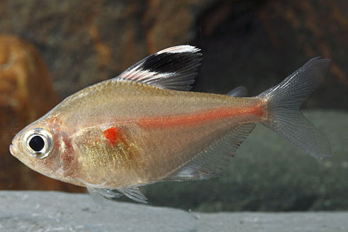 picture of Bleeding Heart Tetra Lrg                                                                             Hyphessobrycon erythrostigma