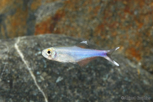 picture of Blue Tetra Lrg                                                                                       Boehlkea fredcochui