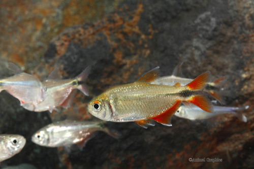 picture of Buenos Aires Tetra Sml                                                                               Hemigrammus caudovittatus