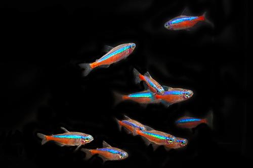 picture of Cardinal Tetra Reg                                                                                   Paracheirodon axelrodi