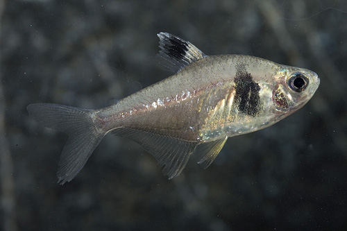 picture of Coffeebean Tetra Reg                                                                                 Hyphessobrycon takasei