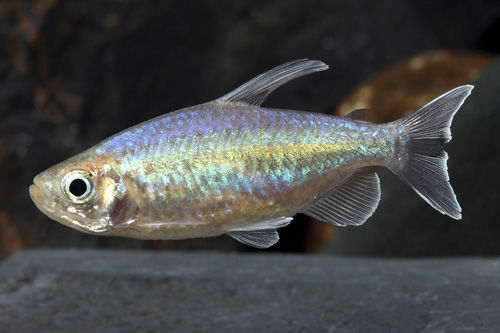 picture of Congo Tetra Sml                                                                                      Phenacogrammus interruptus