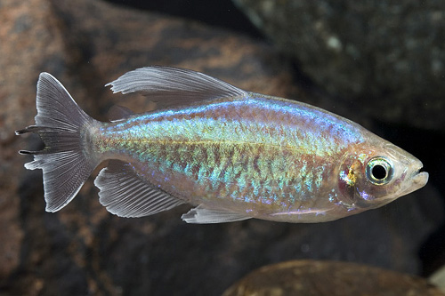 picture of Congo Tetra Shw                                                                                      Phenacogrammus interruptus